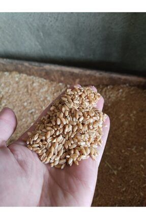 Yemlik Tavuk Ördek Buğdayı 1 Kilogram YemlikBuğday