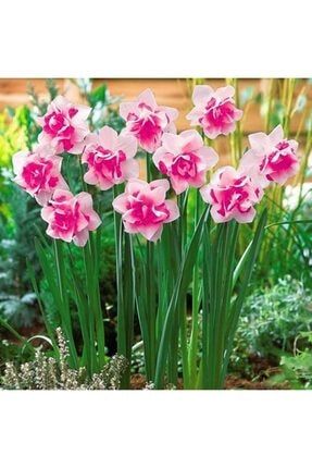 4 Adet Pembe Renkli Katmerli Nergis Çiçeği Soğanı Kokulu frd199005551452