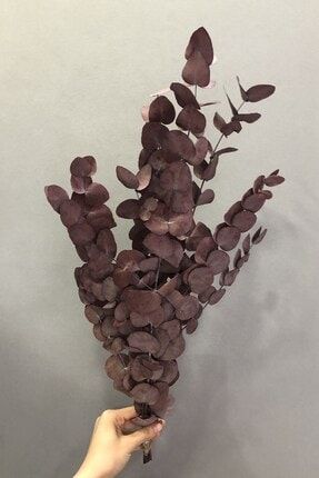 Pudra Okaliptus Yaprak Kuru Çiçek TXCB57F6A96806