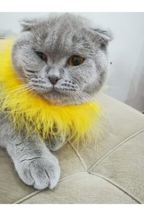 Sarı Tüylü Zilli Kedi Kolyesi Tasması & Aksesuar KT-0005