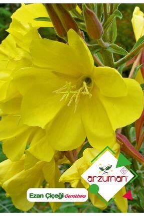 Ezan Çiçeği (oenothera) Çiçek Tohumu 100 Adet 56028