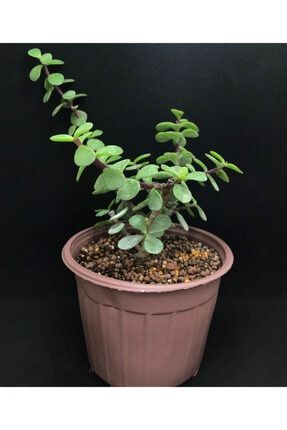 Portulacaria Afra (bonsai Için Uygun) 14 Cm Saksı POAF-SKLNTCST
