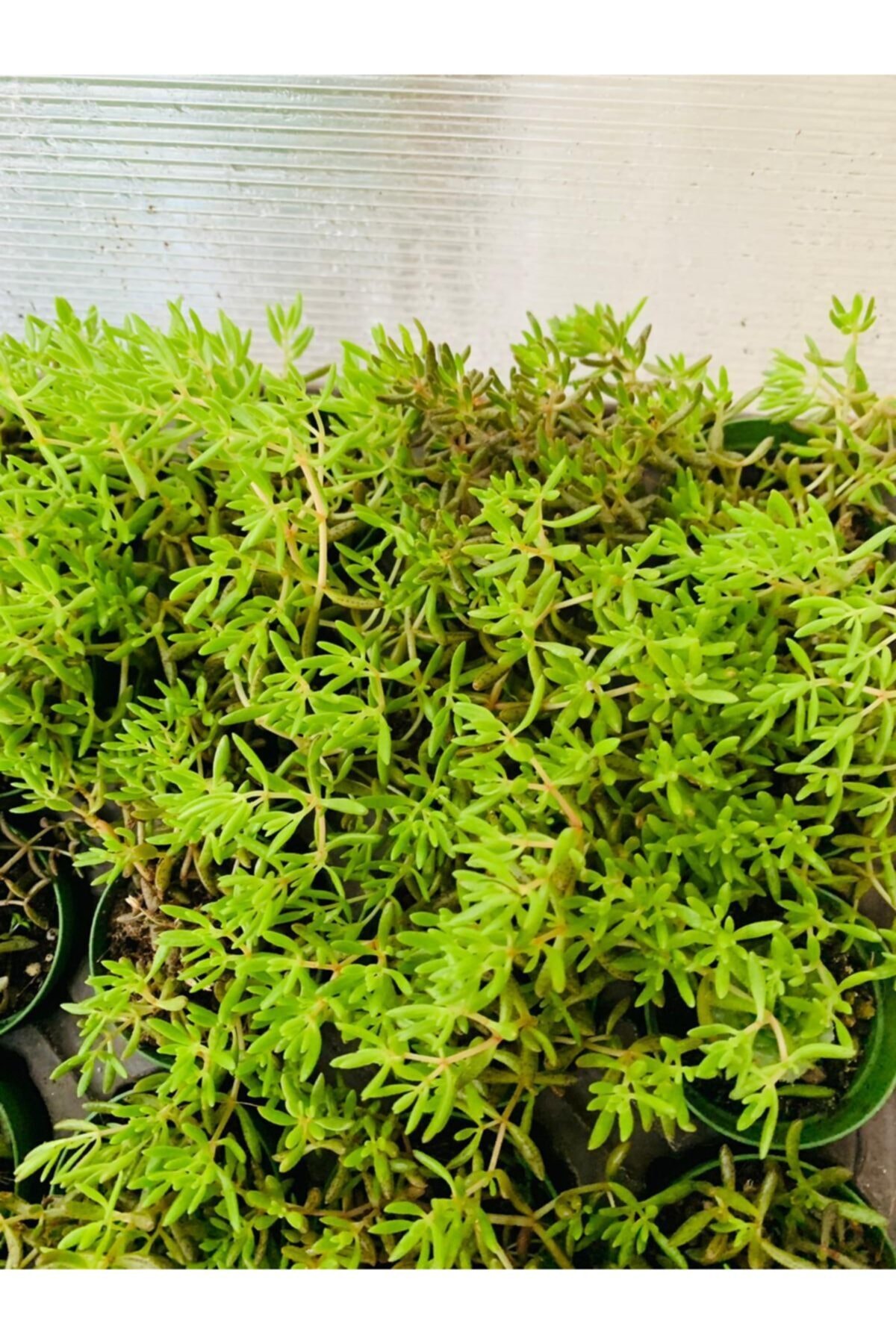 Dam Koruğu Sedum Sukulent