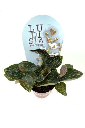 Niwa Botanic Ludisia Discolor Jewel Orchid Mucevher Orkide Trendyol