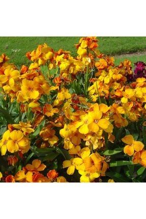 100 Adet Şebboy Sarı (cheiranthus Cheiri) Çiçek Tohumu 100 Adet GCL35GG