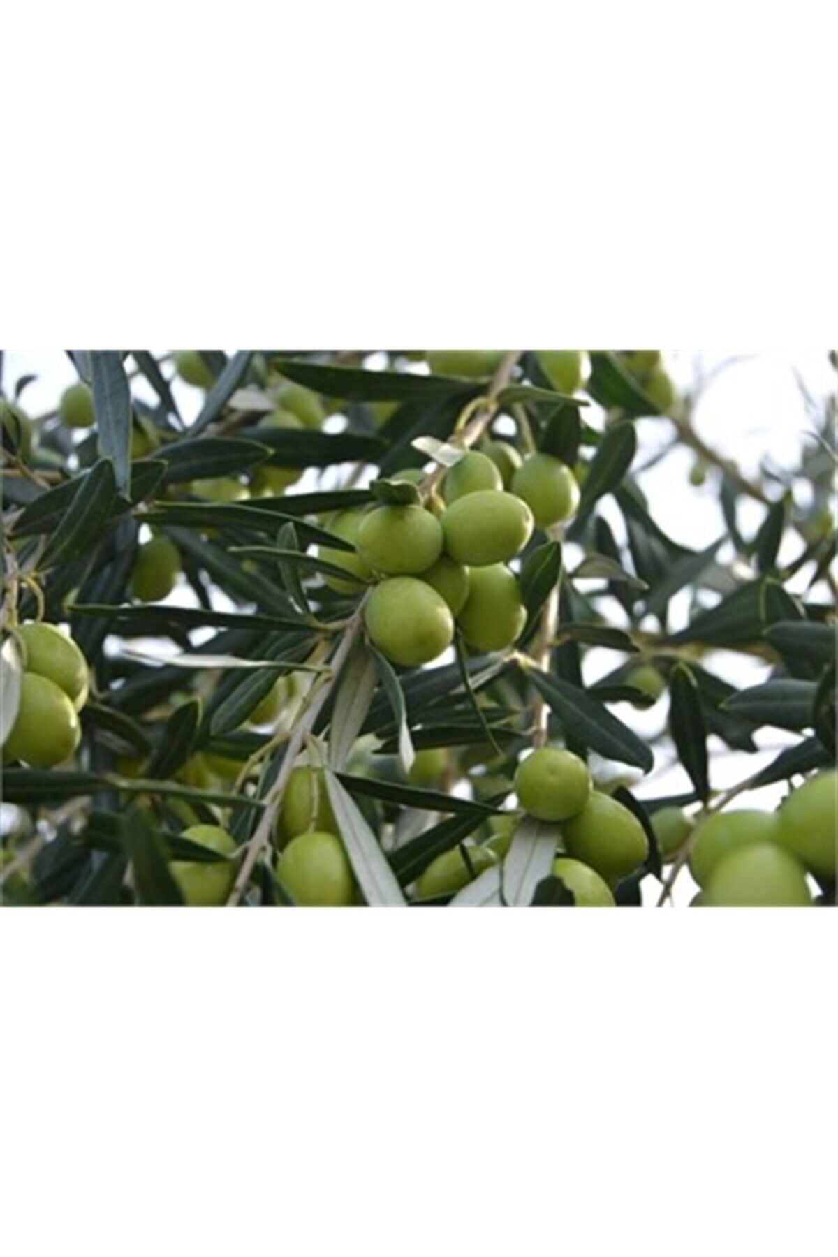 Tüplü Gemlik Zeytin Fidanı 2