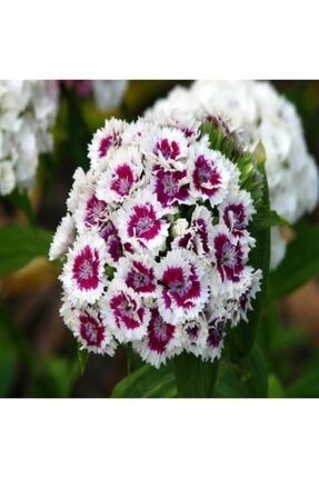 Hüsnüyusuf (dianthus Barbatus L.) Çiçek Tohumu 100 Adet GCL13