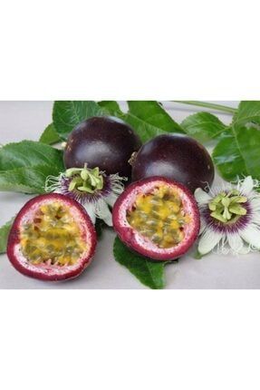 Passiflora Edulis (passion Fruit, Aşk Meyvesi, Çarkıfelek) Fidanı fidan18