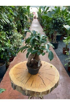 Ficus Ginseng Bonsai 30-35 Cm FFB Taha Çiçekçilik