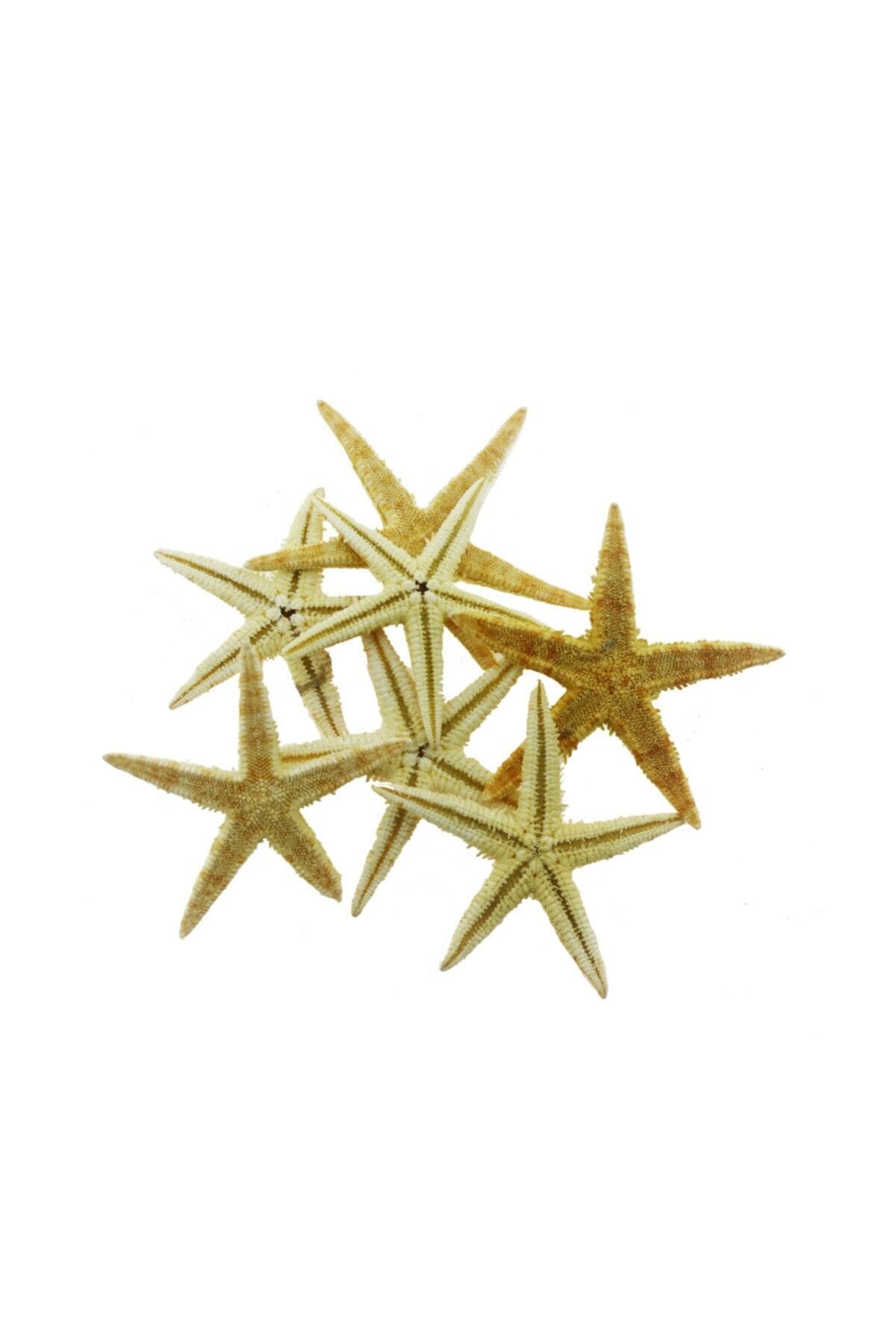 Genel Markalar 12 Adet 5,5-6cm Yapay Deniz Yıldızı