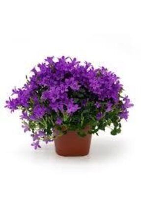 40 Adet Tohum Nadir Bulunan Nobelya Maviş Çiçeği Tohumu Nabelya Maviş Tohumu Saksı Toprak Hediyedir ıt5jrjtrh54fr4ddd