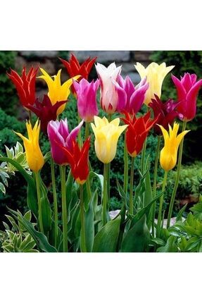 100 Adet Karışık Osmanlı Lale Çiçek Tohumu ve 10 Adet Hediye Karışık Renk Gül Çiçek Tohumu 100AKOLT