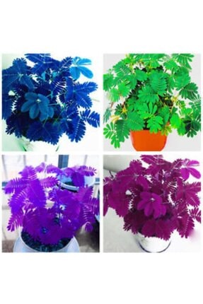 Tacirdepo Mimosa Pudica Kustum Otu Cicegi Tohumu 140 Adet Trendyol