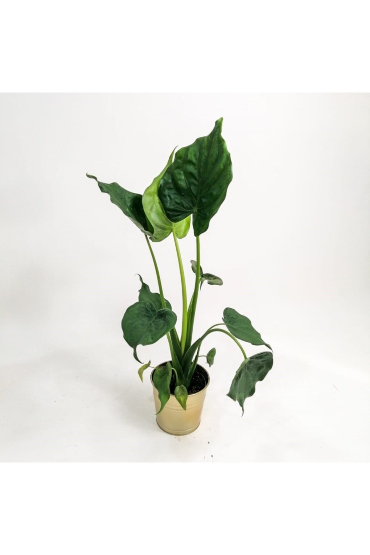 Fidanburada Fil Kulagi Bitkisi Alocasia Cucullata Ithal 80 Cm Fiyati Yorumlari Trendyol