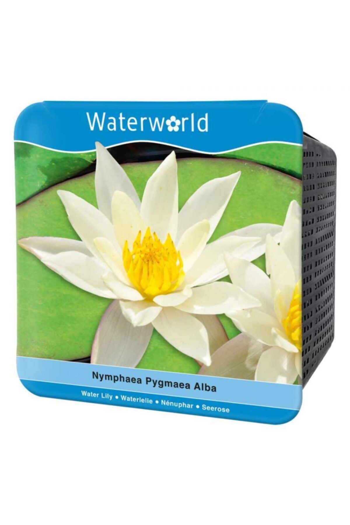 fidanburada nymphaea pygmaea alba