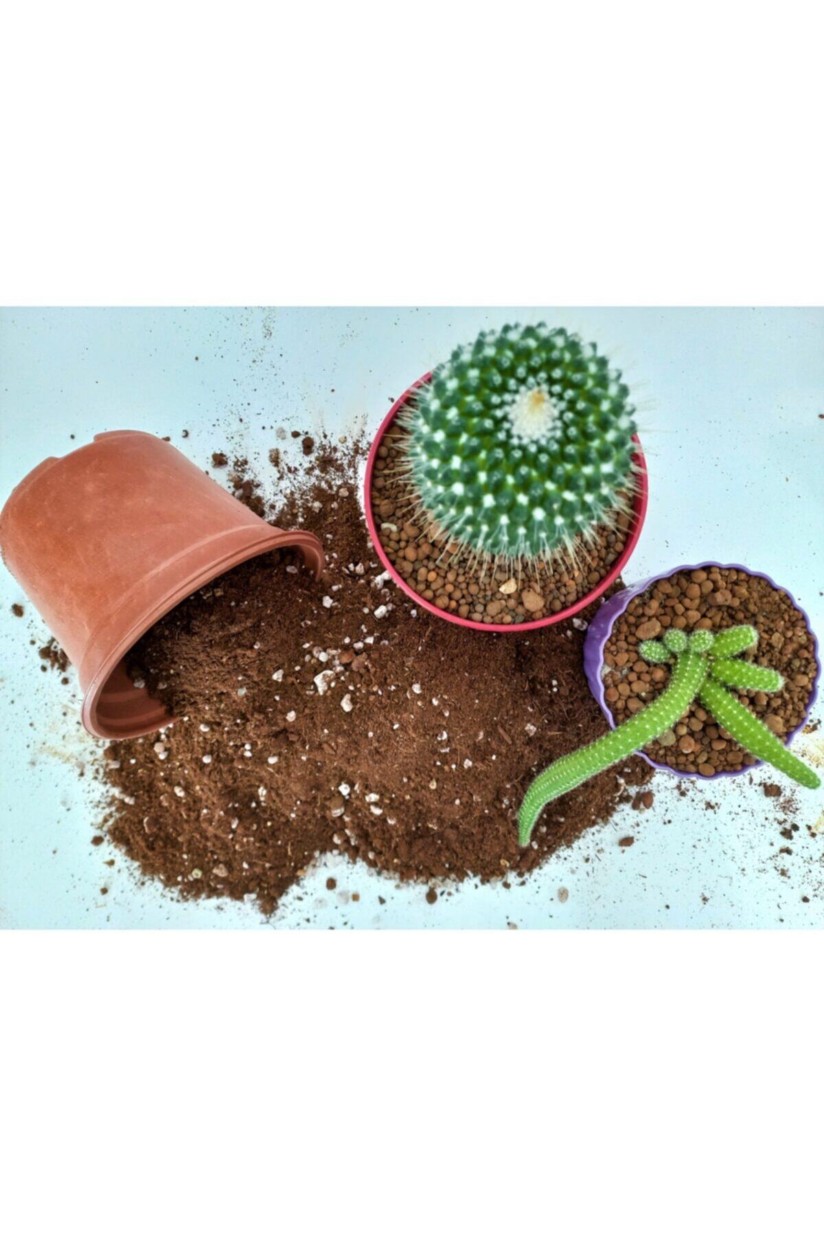 Kaktüs Toprağı 5 Lt Sukulent Toprağı Aloe Vera Toprağı Ithal Torf Pomza Perlit Vermikulit Karışımı 2