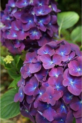 Mavi Göbekli Mürdüm Ortanca Çiçeği Tohumu-10 15 Adet 2022thmdnymm131