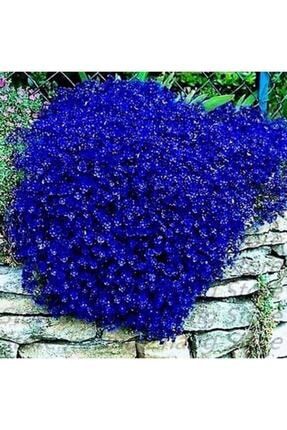 15 Ader Mavi Renkli Sarkan Lobelya Çiçeği Tohumu 2022thmdnymm179