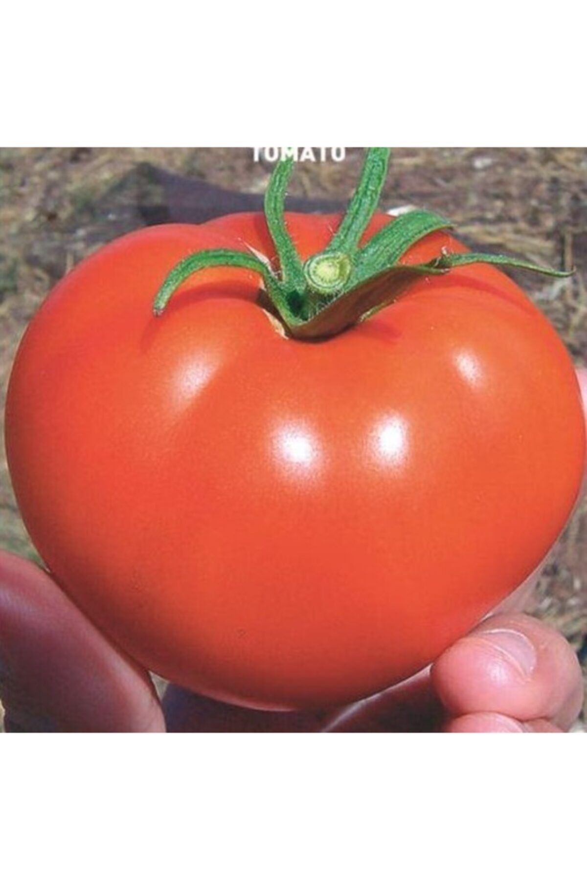 Купить томаты от производителя. Томат Мальва f1. Имитатор f1 семена томата 20 шт ЭС мини. Семена томат Мальва f1. Томат Мальва f1 улучшенный.