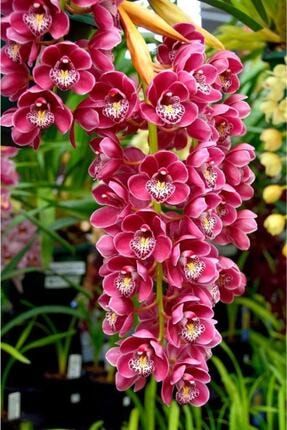 Fuşya Renkli Cybıdıum Orkide Çiçeği Tohumu 10 15 Adet 2022thmdnymm028