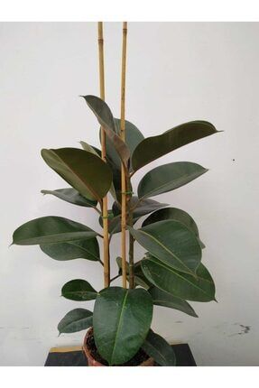 Ficus Elastica Robusta (kauçuk Ağacı Iki Gövde) 89