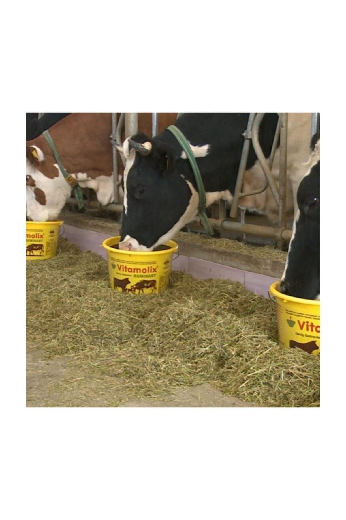 Royal Vitamolix Ruminant 25 Kg Fiyatı, Yorumları - Trendyol