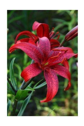 2 Adet Iri Çiçekli Zambak Çiçek Soğanı-lilyum-siyah Çilli Kırmızı 987964674