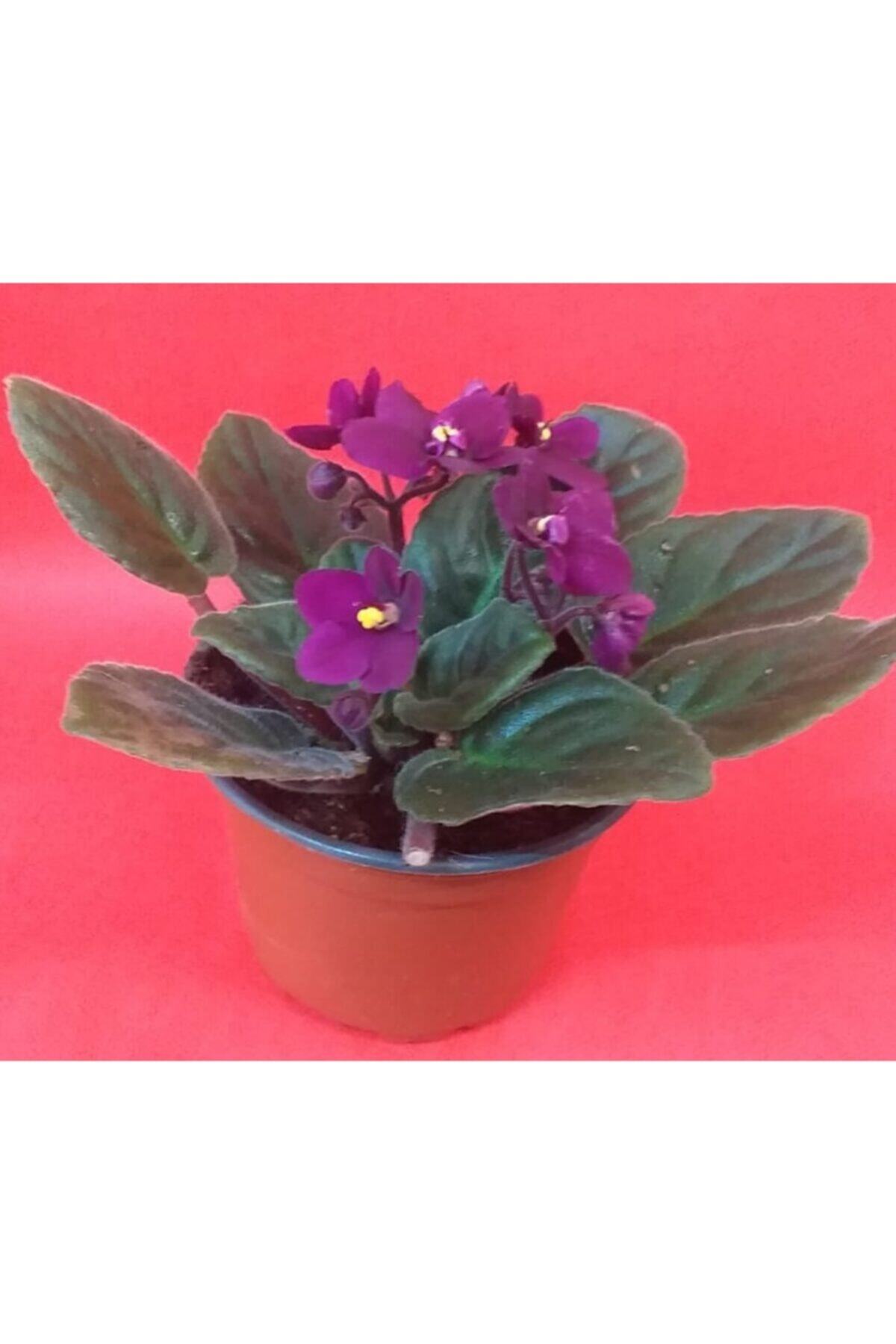 African Violet 15-20 Cm in Size