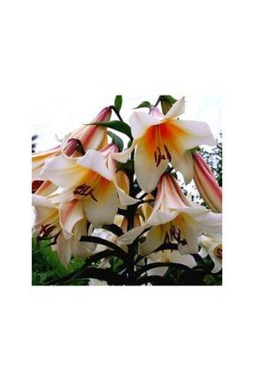 2 Adet Martagon Zambak Çiçek Soğanı-lilyum-madalyon 987964604