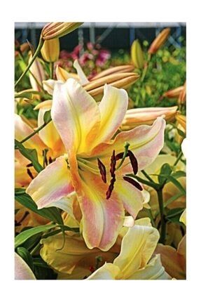 2 Adet Iri Çiçekli Zambak Çiçek Soğanı-lilyum-sarı Pembe Geçişli 987964666