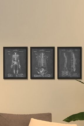 Doğal Çam Çerçeveli Duvar Tablosu Insan Iskelet Anatomi 3'lü Tablo Seti BT3-X330