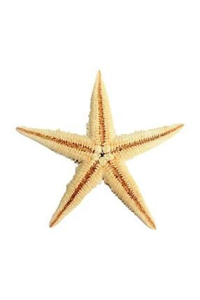 Gerçek Deniz Yıldızı 7,5cm-9cm A002