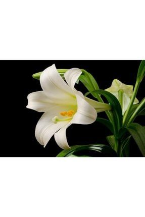 2 Adet Iri Çiçekli Zambak Çiçek Soğanı-lilyum-ak 987964681