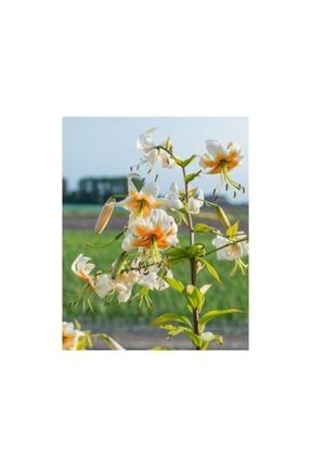 2 Adet Martagon Zambak Çiçek Soğanı-lilyum-çoklu Beyaz 987964606