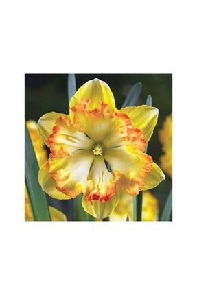 5 Adet Yoğun Kokulu Nergis Çiçek Soğanı (nergiz)-kod97 659677