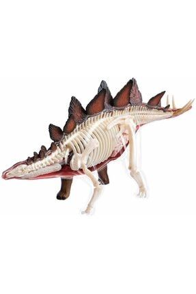 4d Dinozor Anatomi Modeli 2 4DM-25095