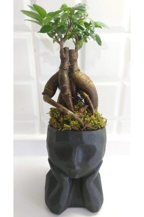 Dekoratif Saksıda Ficus Bonsai TYGHJHJM