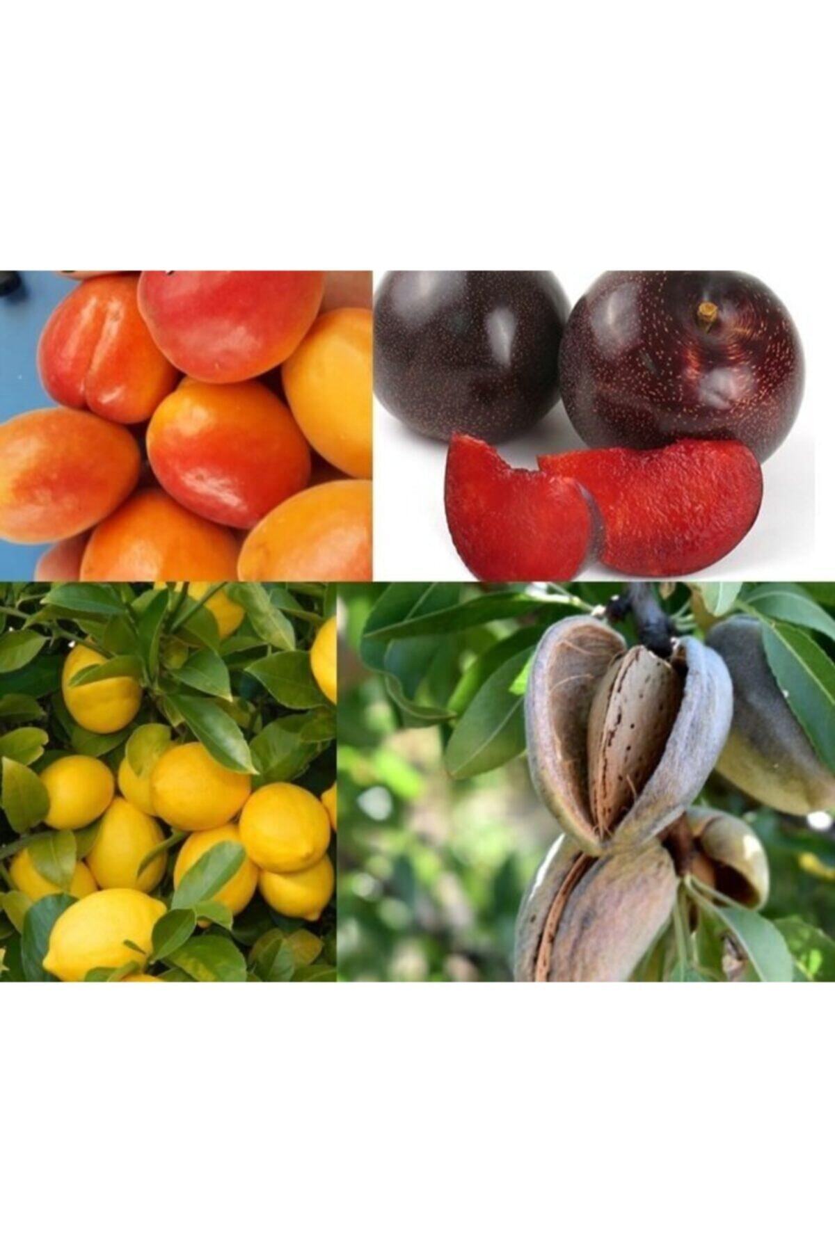 aac tarim karisik meyve fidani paketi
