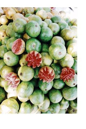Guava Tropikal Meyvesi ACME-050