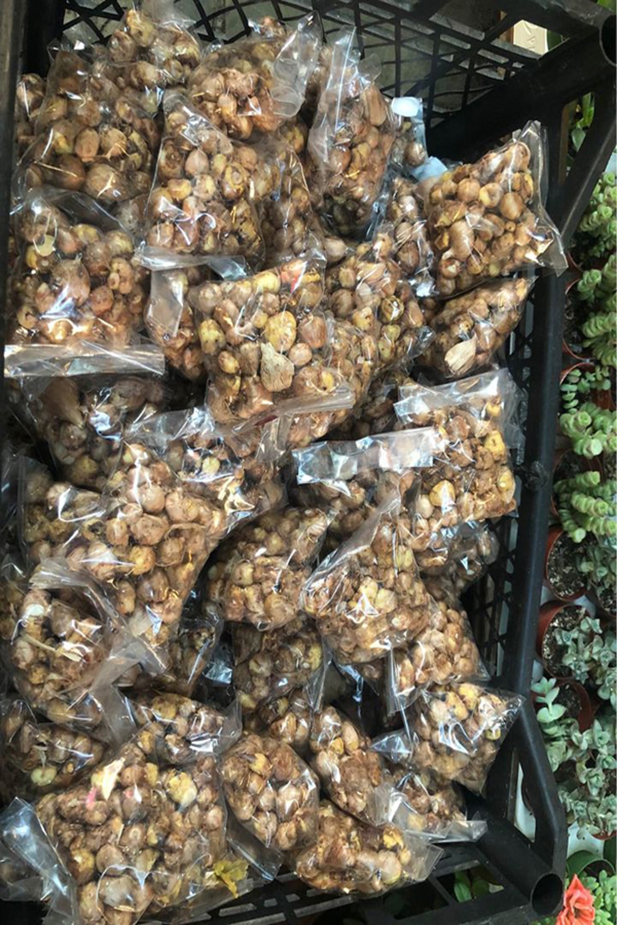 12 Adet Bordo Frezya Çiçeği Soğanı Mis Kokulu Katmerli 3