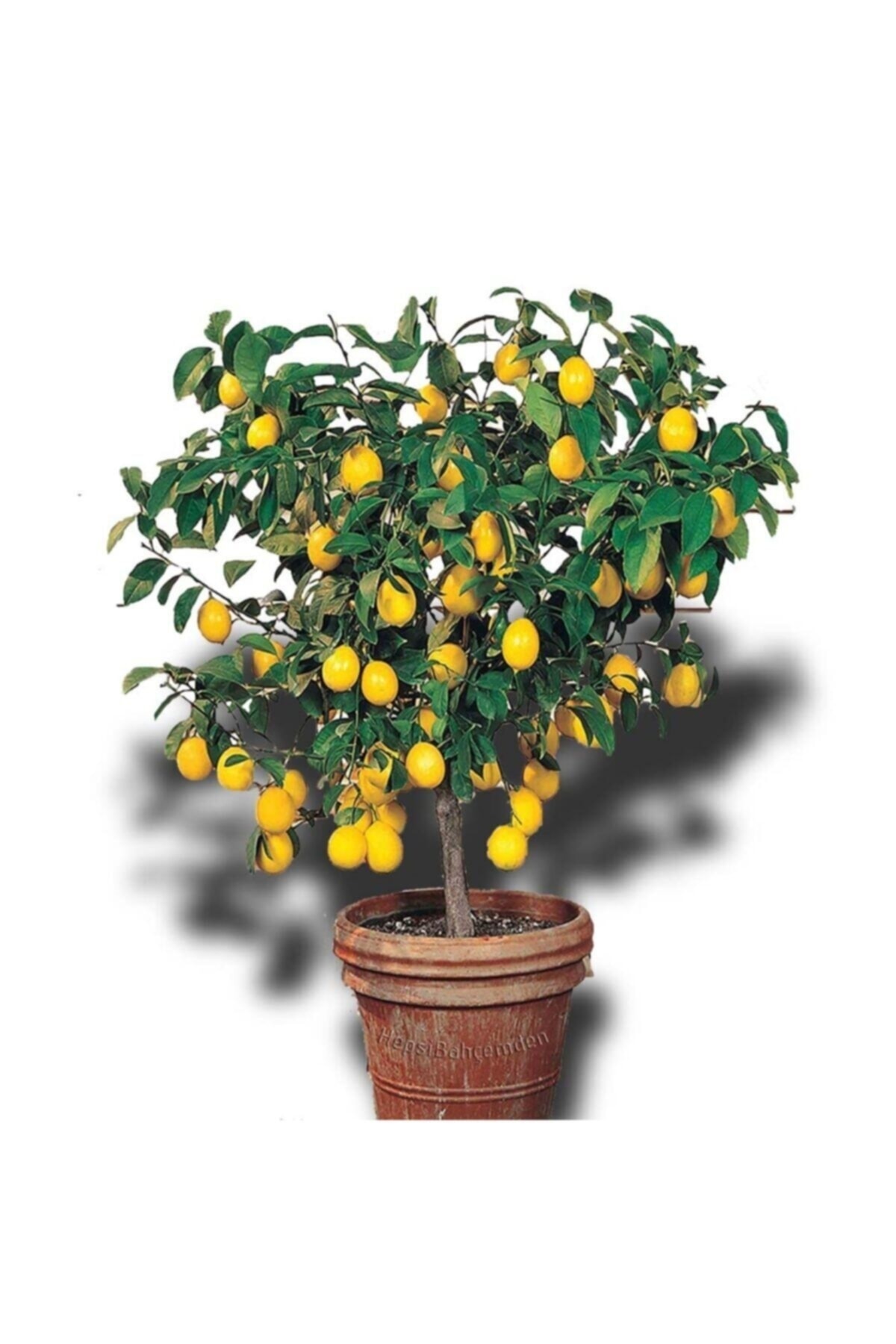 Lemon Tree Sapling Eating Lemon Lush Branch And Leafy Grafted
