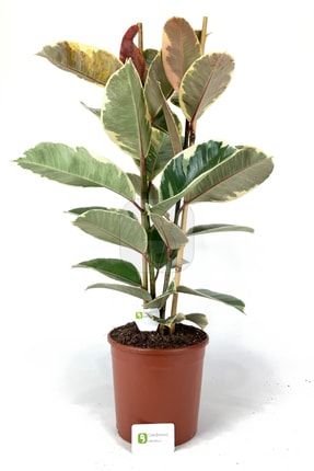 Ficus Elastica 'tinike' (alacalı Kauçuk) - 2 Gövdeli _ 80+ Cm 1FIELT02513