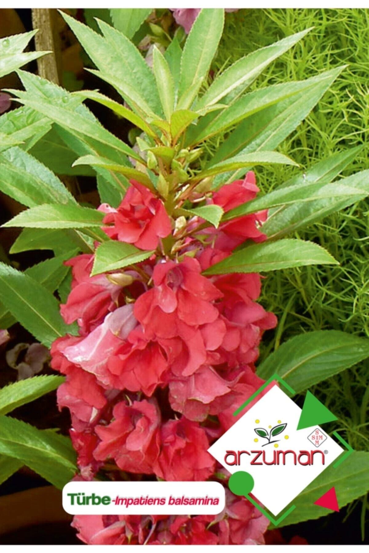 Tomb Flower (Impatiens Balsamina) Flower Seed 30 Pcs