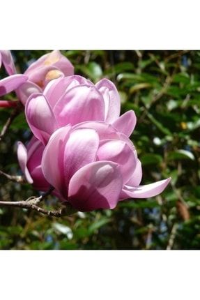 Magnolia Serene Manolya Fidanı 40-60 Cm 6467-5440