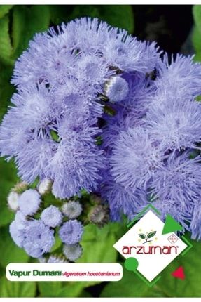 Vapur Dumanı (ageratum Houstanianum) Çiçek Tohumu 100 Adet 56061