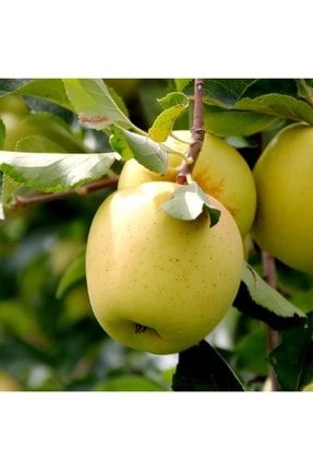 Golden Elma Fidanı Yarıbodur Meyveli GE890012