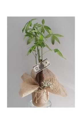 Para Ağacı Paçira Bitkisi Pachira Bonsai & Çuval Bezi Aranjman Saksıda Lik Canlı Çiçek 260511400