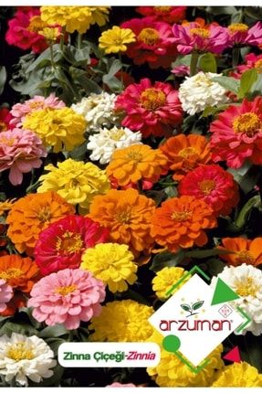 Zinna (zinnia) Çiçek Tohumu 30 Adet 56064