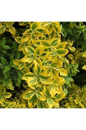 Euonymus Japonica Aurea Gold Altuni Taflan Fidanı 40-60 Cm TYC00372541044