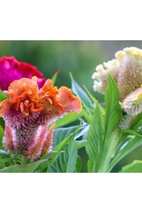 Horoz Ibiği (balta) Çiçeği Tohumu HB-026